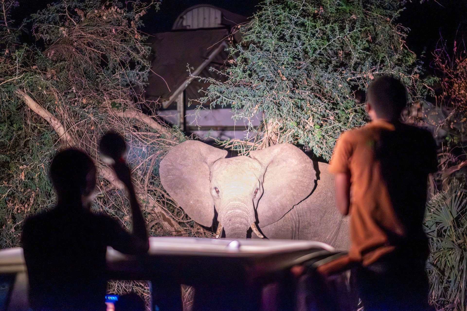 Elephant Response Team members observe an elephant feeding near a military base in Livingstone, Zambia.